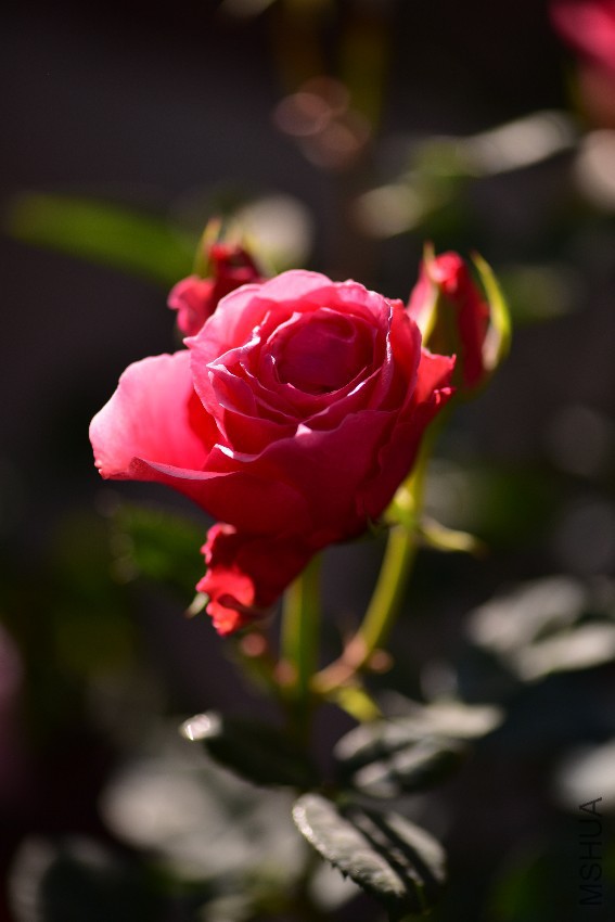 DSC_5247_����.jpg