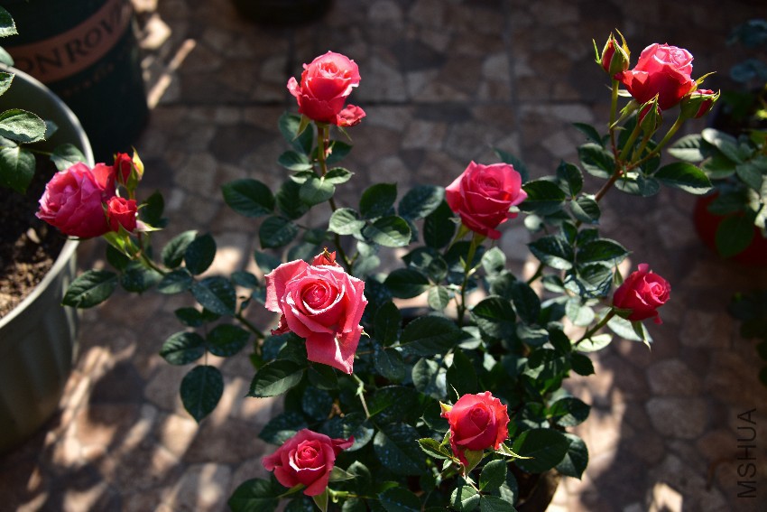DSC_5363_����.jpg