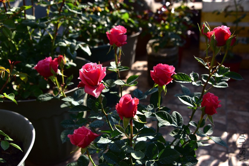 DSC_5366_����.jpg