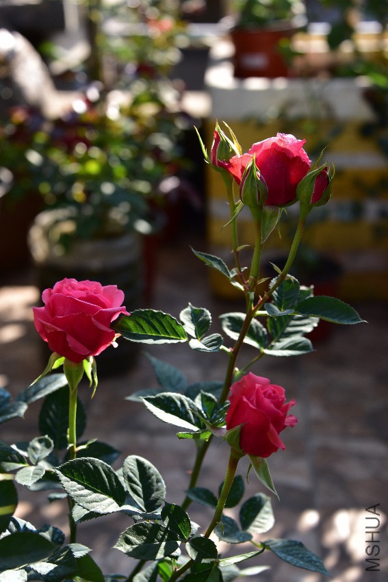DSC_5367_����.jpg