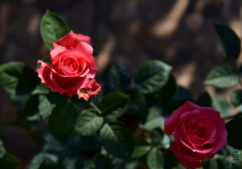 DSC_5368_����.jpg