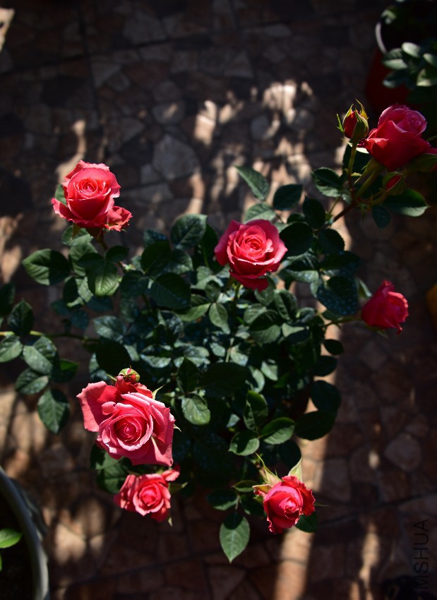 DSC_5372_����.jpg