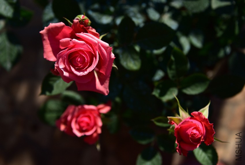 DSC_5370_����.jpg
