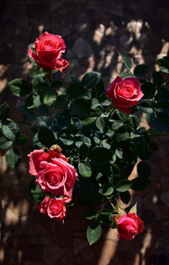 DSC_5373_����.jpg