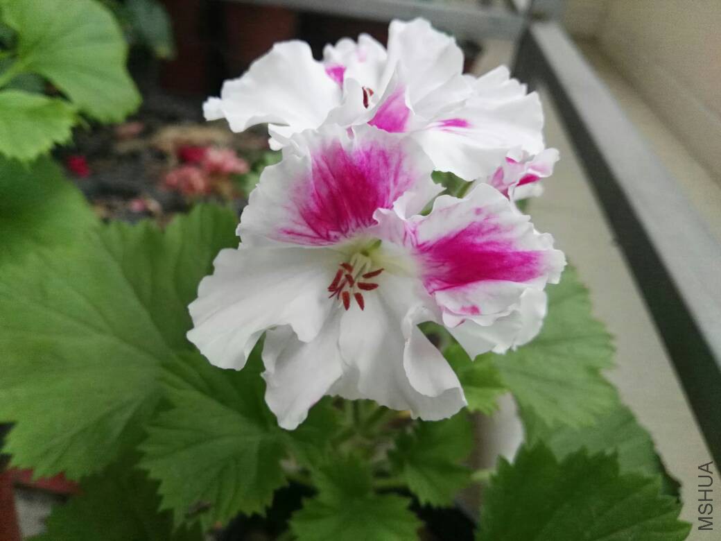 093158dihs8v8vfmpzwhi9.jpg