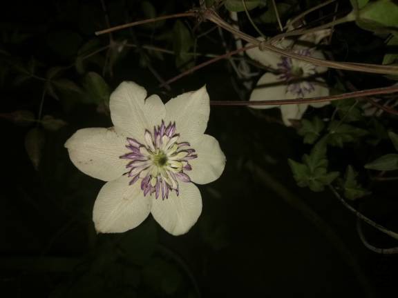 110548xwk0umuivgpwnniv.jpg
