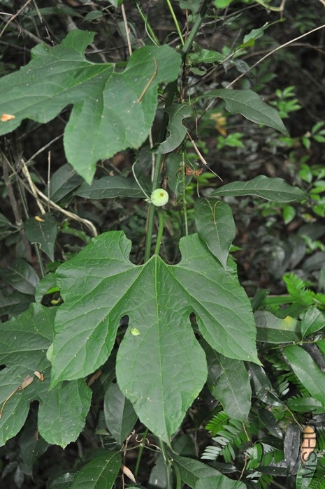 Wilbrandia ebracteata (1).JPG