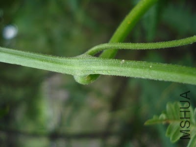 Wilbrandia ebracteata cf_.JPG