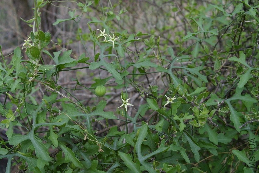 A2_21_Aug_2011 (2).jpg