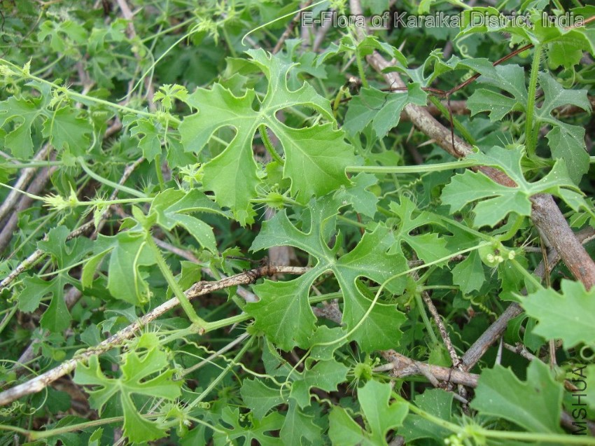 Ctenolepis garcinii habit6.jpg