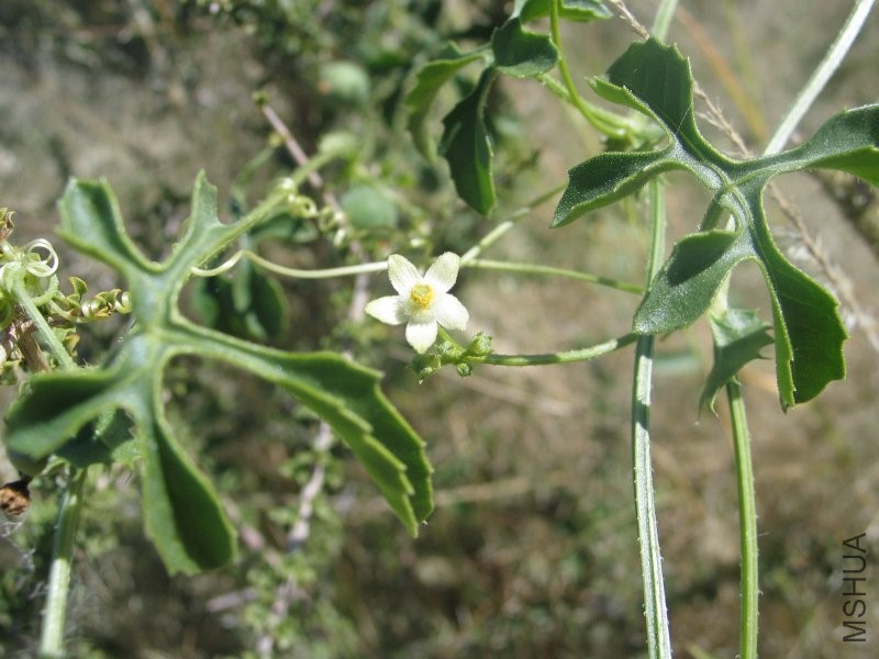 Hardap_Dactyliandra_welwitschii_04.jpg
