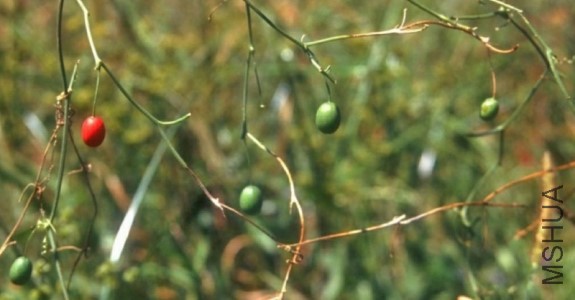 00-abobra-tenuifolia-fruto-medium.jpg