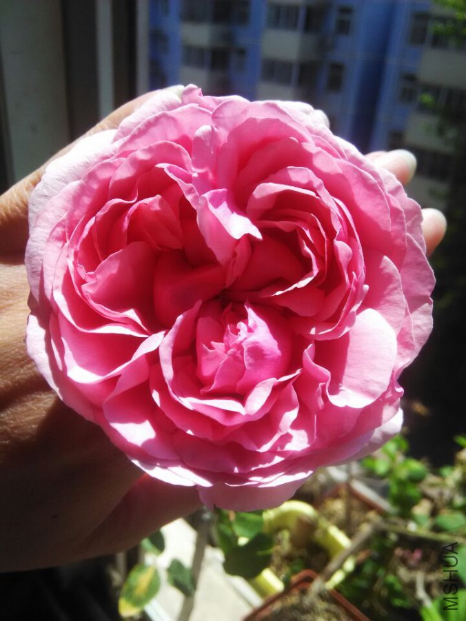 100B9A76138D276BA4F21FE2FC8287D0.jpg