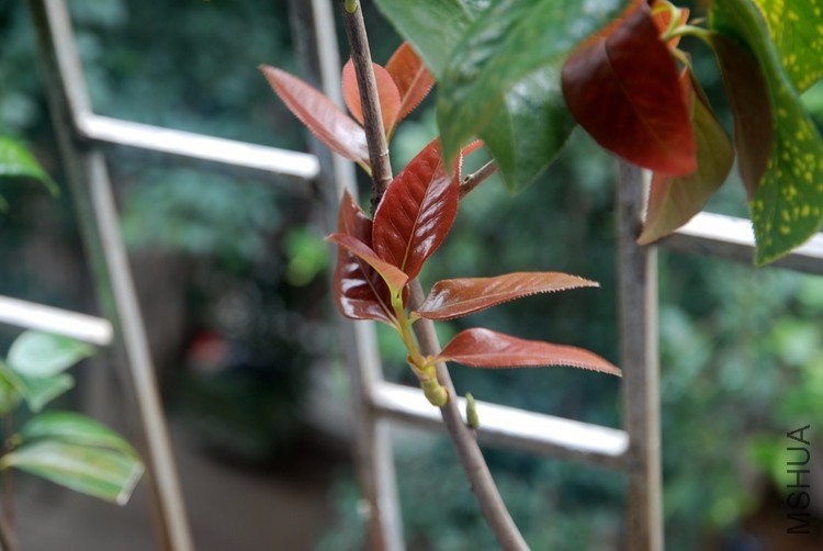 DSC_5016.JPG