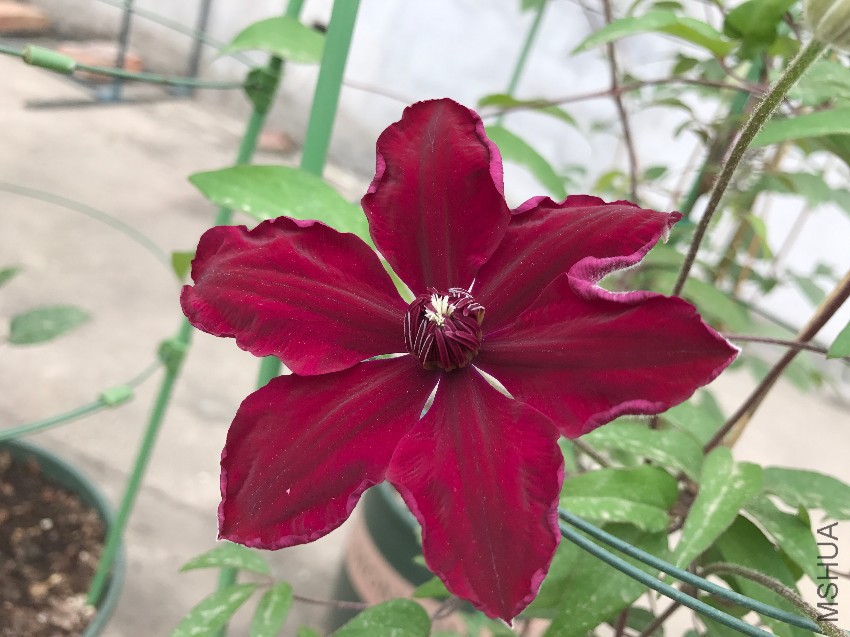 �й��죬˿�ް���ʸ�