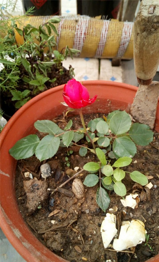 IMG20170417090415.jpg