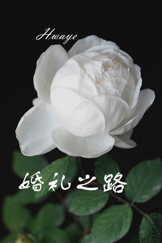 DSC_0004_����_����.jpg