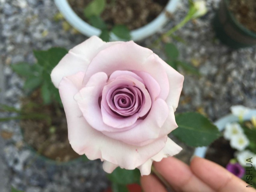 ΢��ͼƬ_20170429115218.jpg