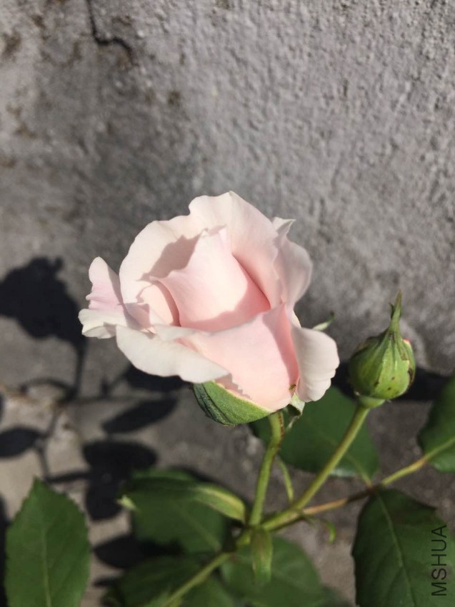 ΢��ͼƬ_20170429115447.jpg