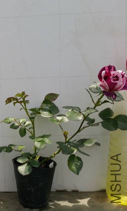 20170429_113758.jpg