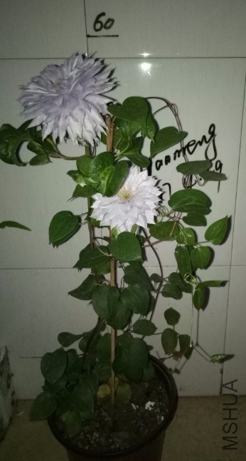 �ص���.jpg