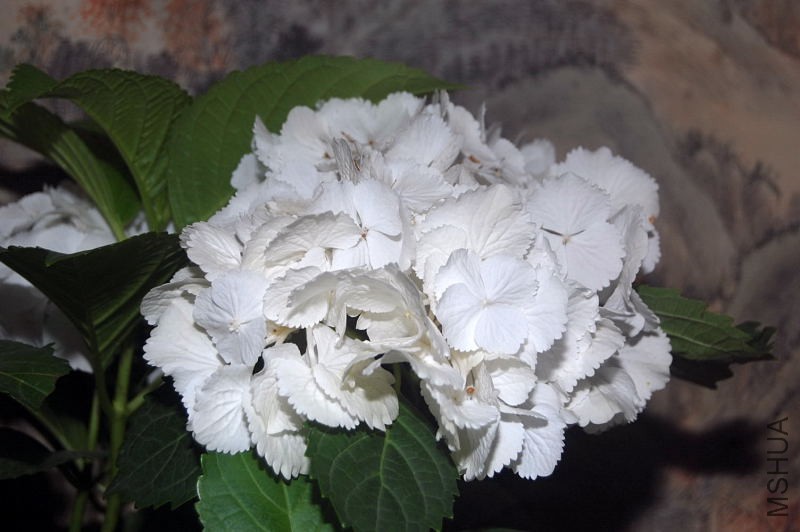 DSC_01090109.JPG