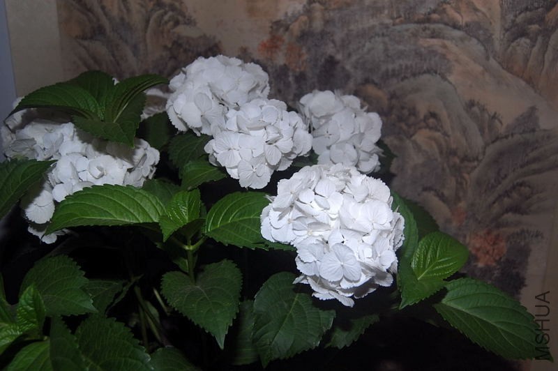 DSC_01200120.JPG