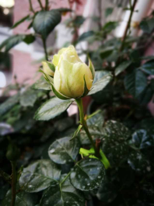 IMG_20170428_175202.jpg