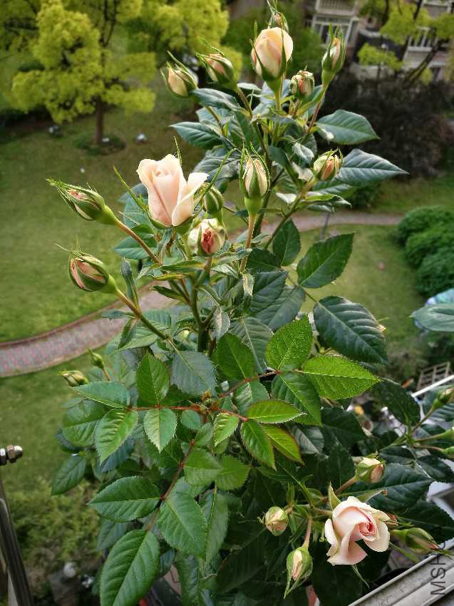 IMG_20170428_174938.jpg