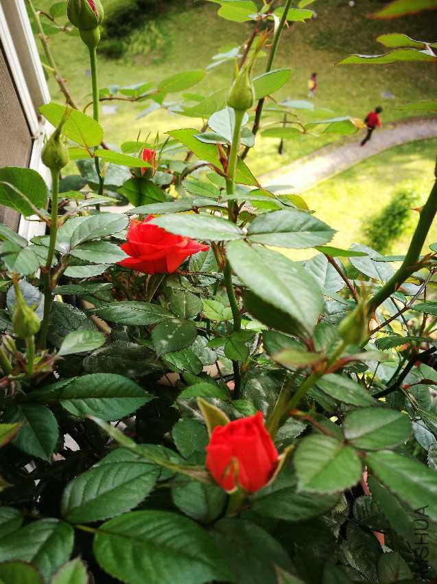IMG_20170428_163717.jpg