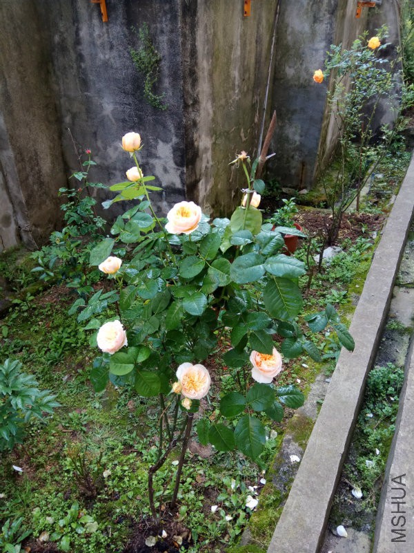 IMG_20170429_091013.jpg