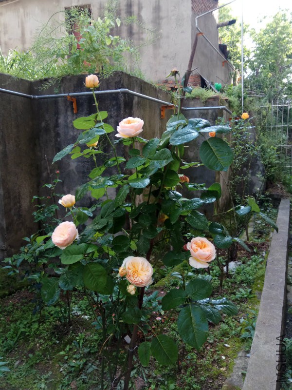 IMG_20170429_091023.jpg