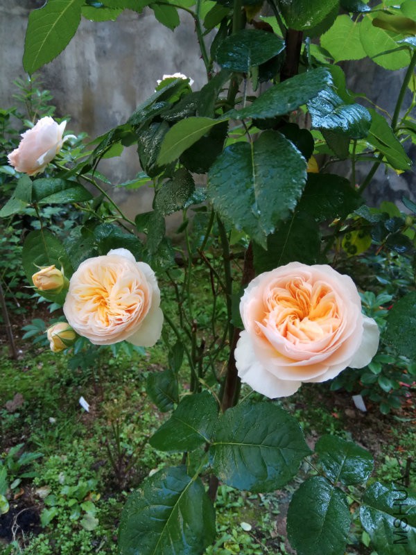 IMG_20170429_091039.jpg