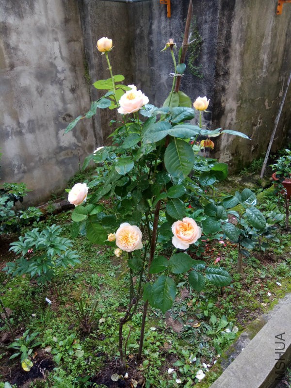 IMG_20170429_091150.jpg