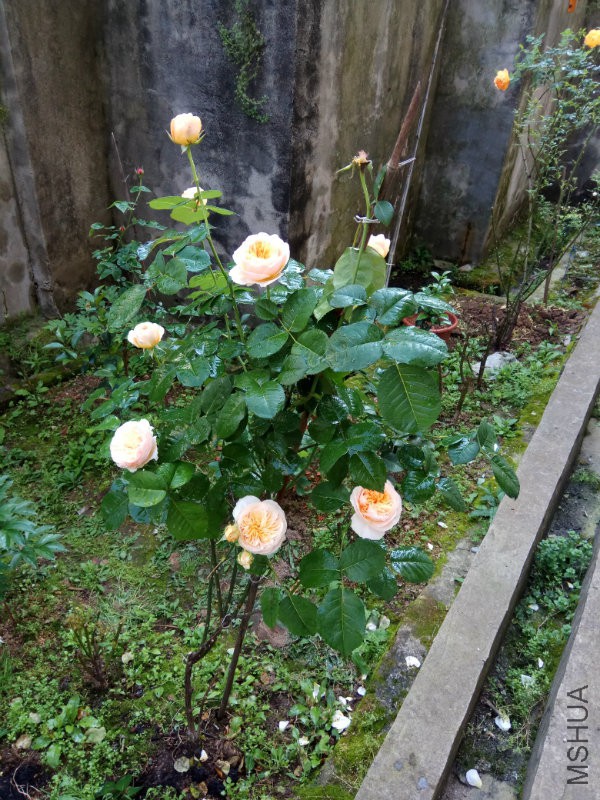IMG_20170429_091603.jpg