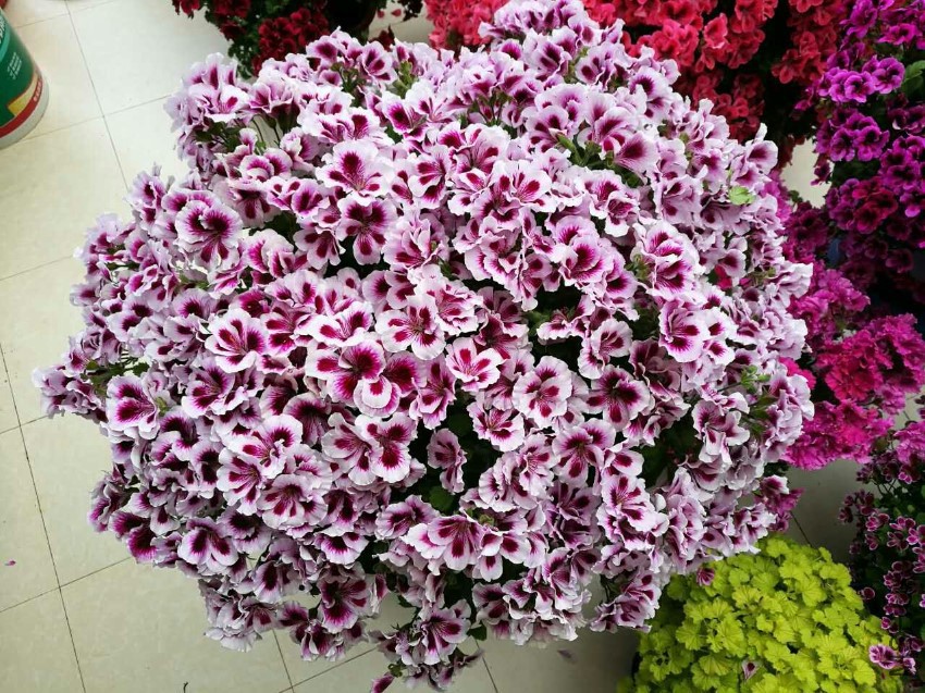 ���㸩��ͼ