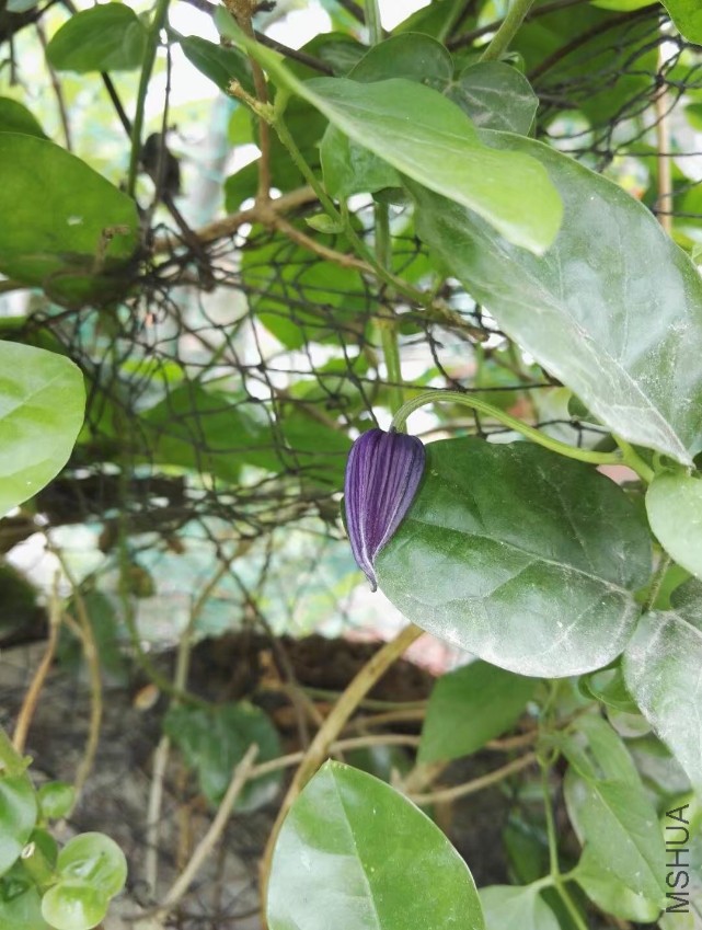 psb (3).jpg