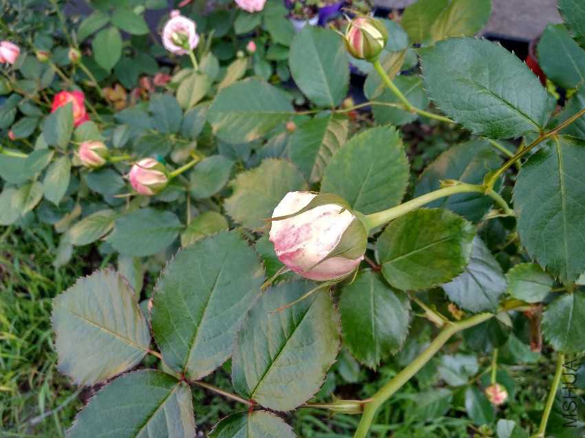 IMG_20170430_152218_HDR.jpg