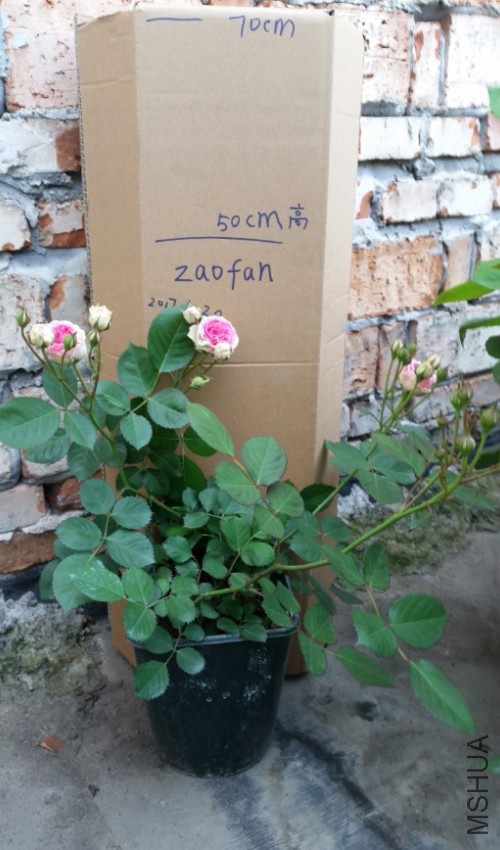 ��ľС��
