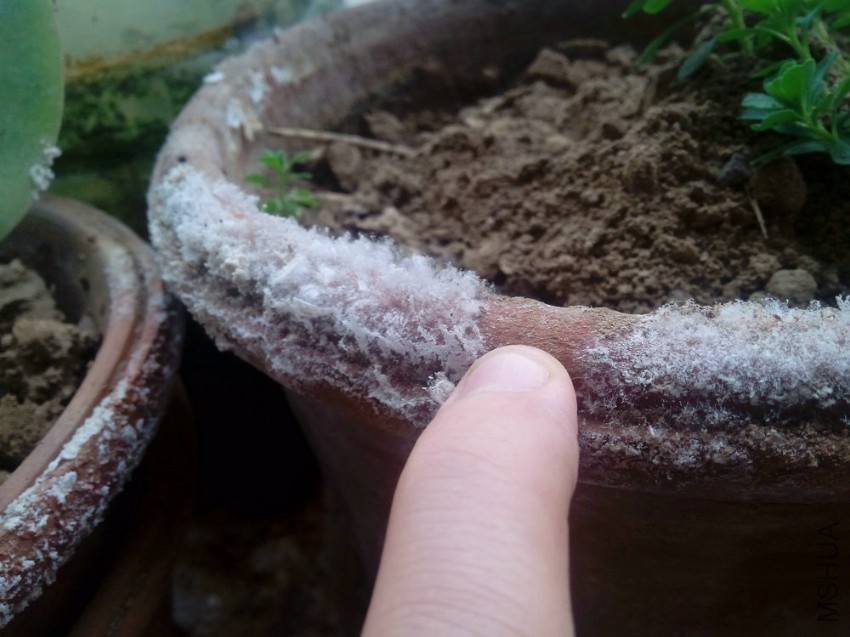 �����˪-20141125_121524.jpg