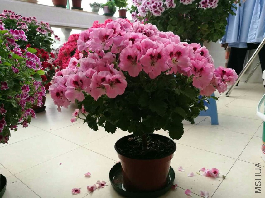 �޹��ڱ���������Ʒ�֣��ͻ�