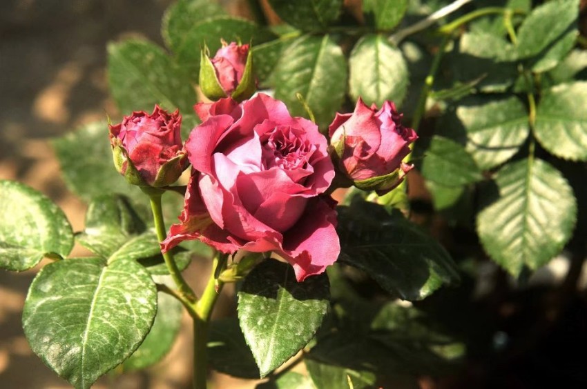 psb (22).jpg