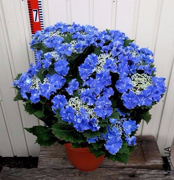 080840v8nzkhm81l1lisk1.jpg