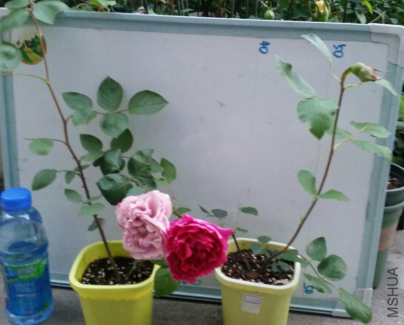20170430_182442-1-1.jpg