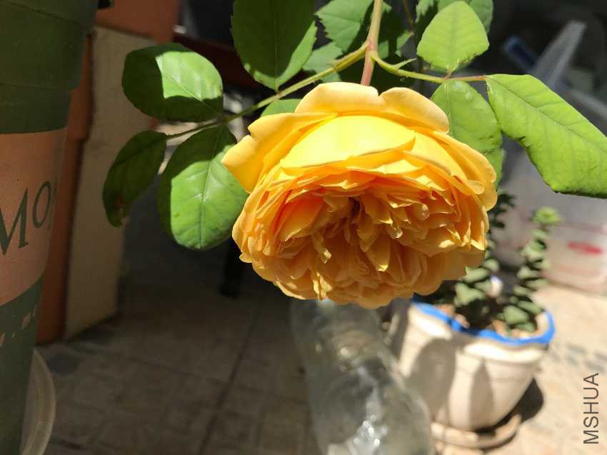 IMG_0978.JPG