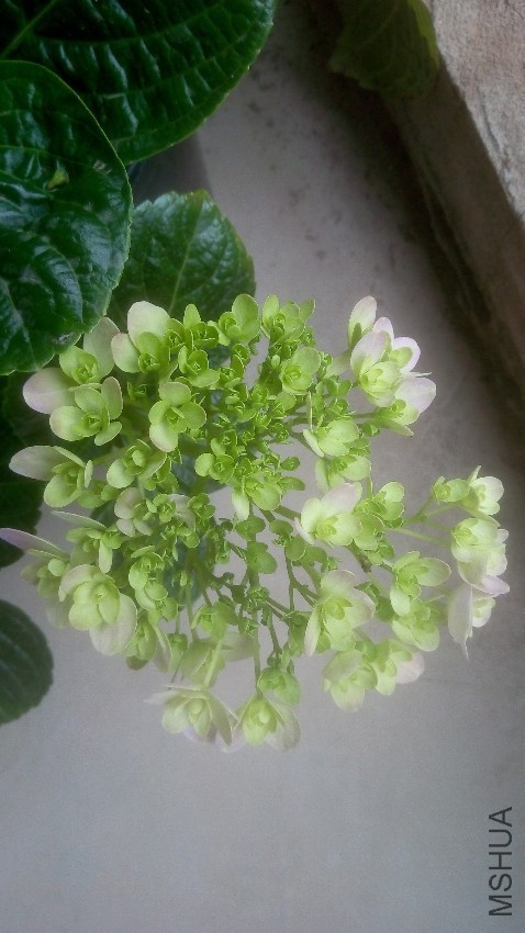 5��1�ո�