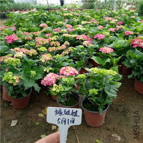 IMG20170501173359_����.jpg