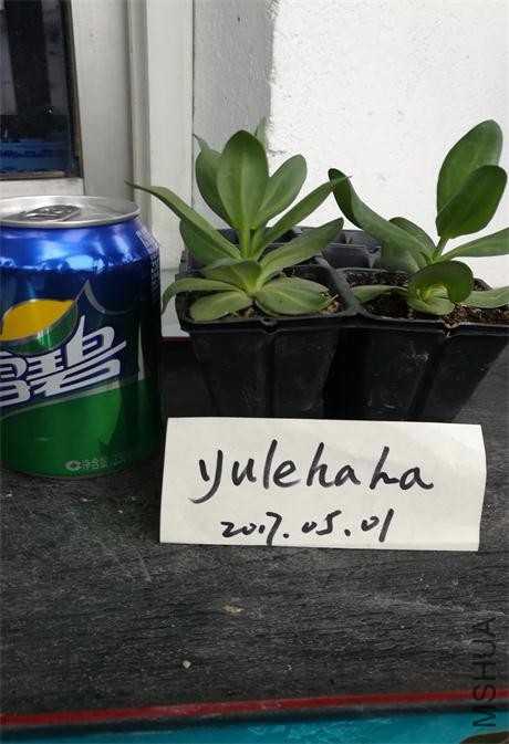 ���˷ۺ�ɫ.jpg