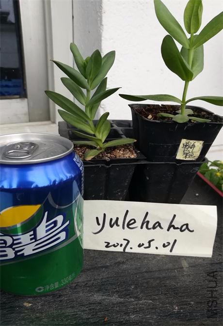 ������ɫ.jpg