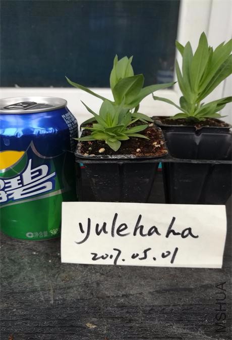 ���������ɫ.jpg